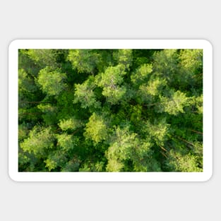 Aerial view of pine forest Sticker